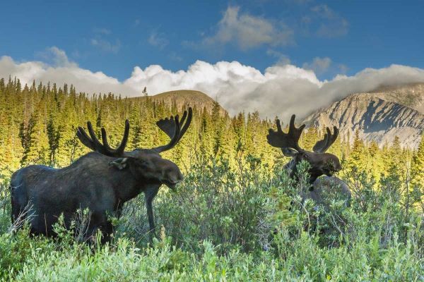 CO, Arapaho NF Two male moose grazing on bushes